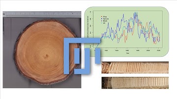 Analysis of tree cores for dendrochronology using FIJI-ImageJ