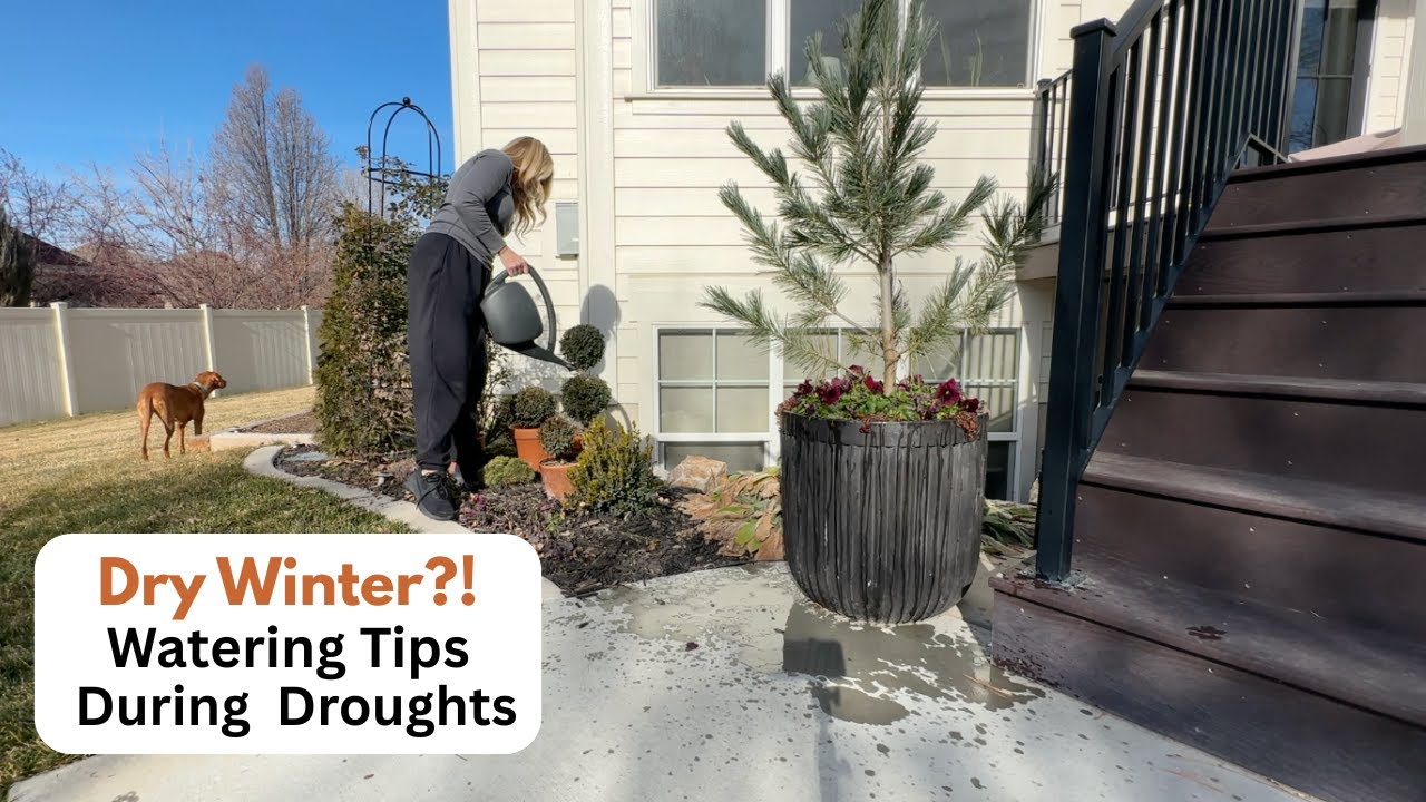 Сухая зима?! Советы по поливу во время засухи.