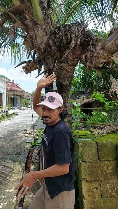 VIRALL!!! SATU POHON KELAPA KELUAR DUA BUAH
