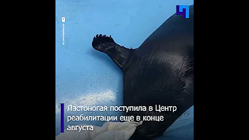 «Фонд друзей балтийской нерпы» поделился кадрами героического сражения нерпы с полотенцем