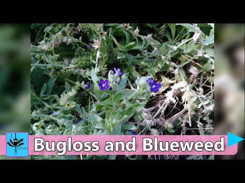 Video: Viper's Bugloss Flower - kur un kā audzēt odzes vīgriezes augu
