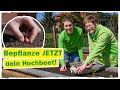 HOCHBEET BEPFLANZEN: Diese Pflanzen kannst du jetzt anbauen! 👩🌾