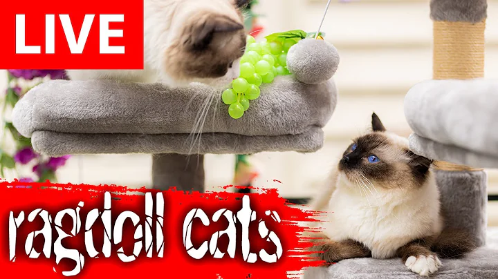 Video 10072181: cute cats living, beautiful cats living, cat funny beautiful, cat playing beautiful