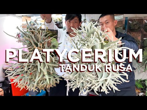 Video: Tips Melindungi Pohon Dari Rusa