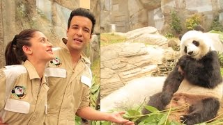 Aamir-Sajeeda Feed Giant Adorable Pandas Discover Hong Kong Zing Tv