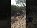 Donkey running gadha animals ytshort viral shortytviral donkeylife