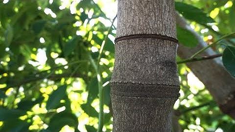 Girdling avocado trees for consistent fruiting: update, results