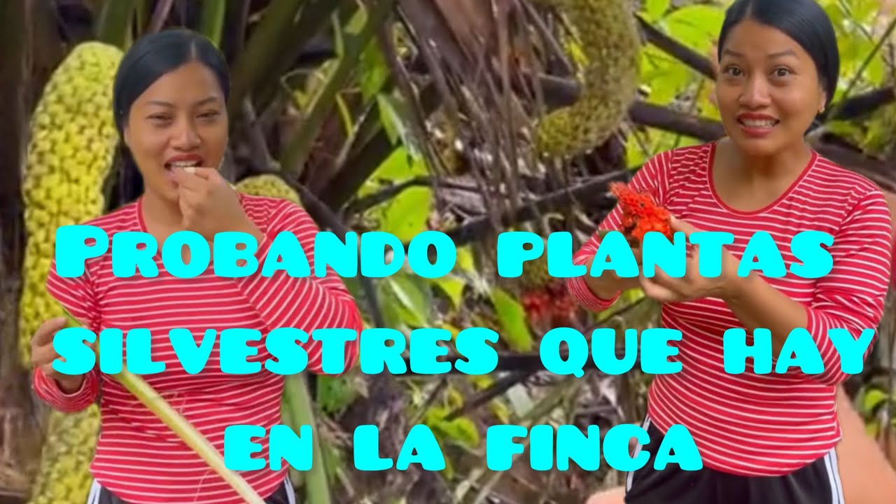 Probando frutas silvestres @Elcampodeyuri  