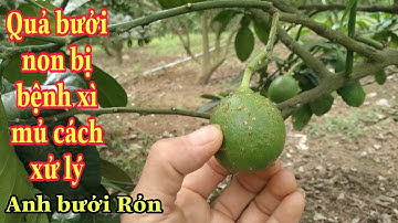 Hiện tượng quả bưởi non bị xì mủ và cách xử lý | Anh bưởi Rỏn