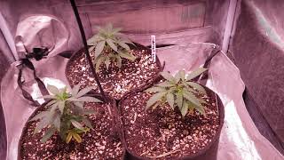 Blueberry muffin π clones