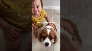 Cavalier King Charles Spaniels are great with kids #dogsarethebest #dogs