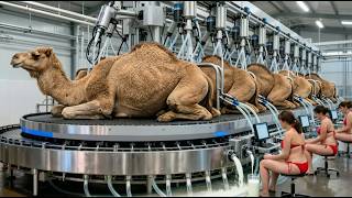 Camel Milk Production | Inside The Biggest Camel Milk Factory (Full Process)