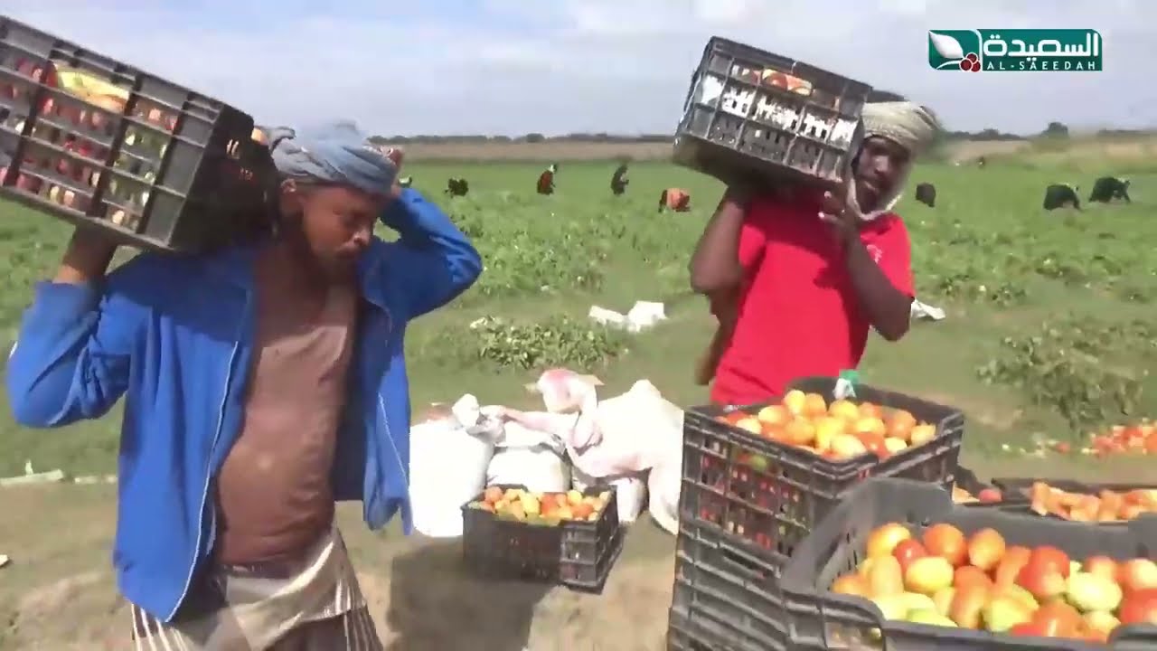 جني محصول الطماطم في لحج موسم عمل ومصدر رزق لكثير من النساء الفقيرات