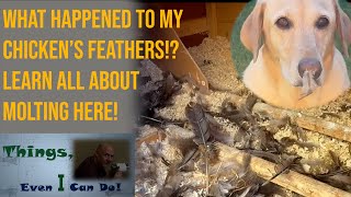 Backyard Chickens:  Feathers everywhere except on my chicken.  Chicken molting explained. 5 Chicken Molting Tips You Need To Know