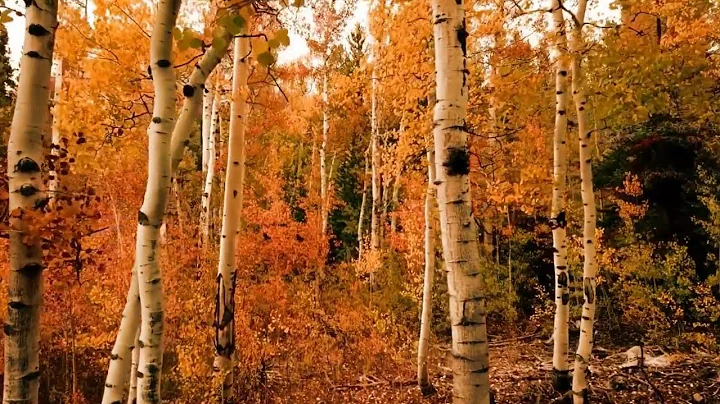 Best Autumn Leaves Stock Videos | Royalty Free HD Videos - No Copyright