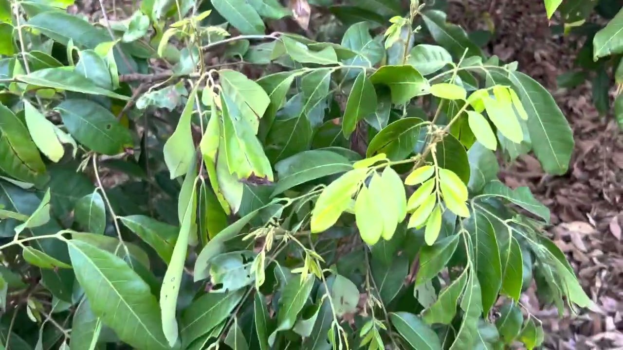 EP.61  ปรับปุ๋ยทางใบ ใบแซมดอก#ลำไยไม่มีน้ำ