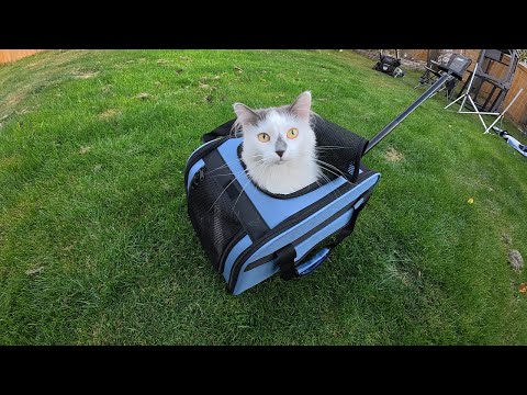 You can take your cats for walks with this