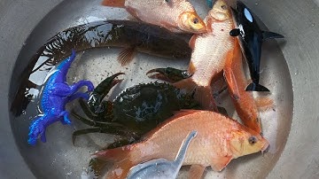 ThảoCady ra ruộng bắt các vàng, cua và nhặt các con vật . con cá, con cua , cá heo. part-77