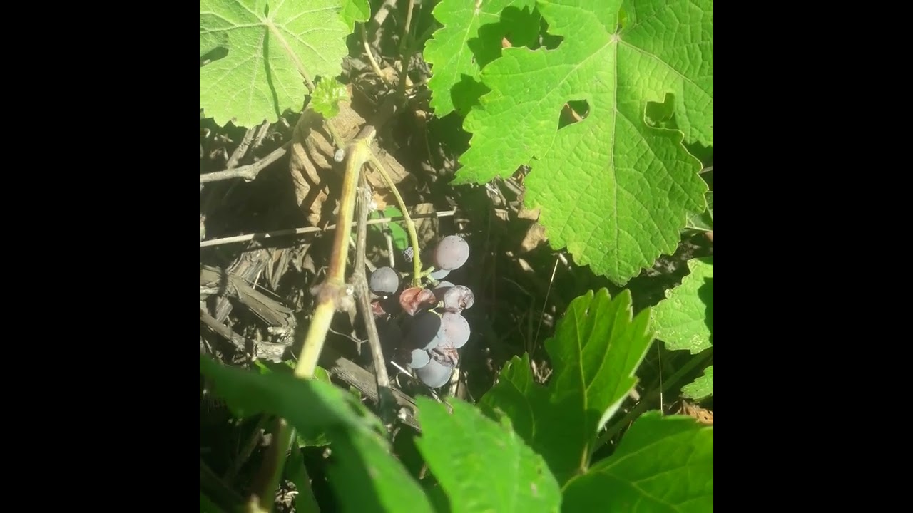 Ripe grapes in the village  