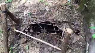 Primitive trapping - den set spring snare