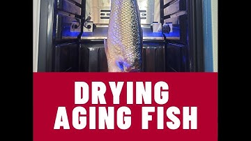 7 DAY DRY AGING FISH - (New Zealand Kahawai - Aussie Australian Salmon lol)