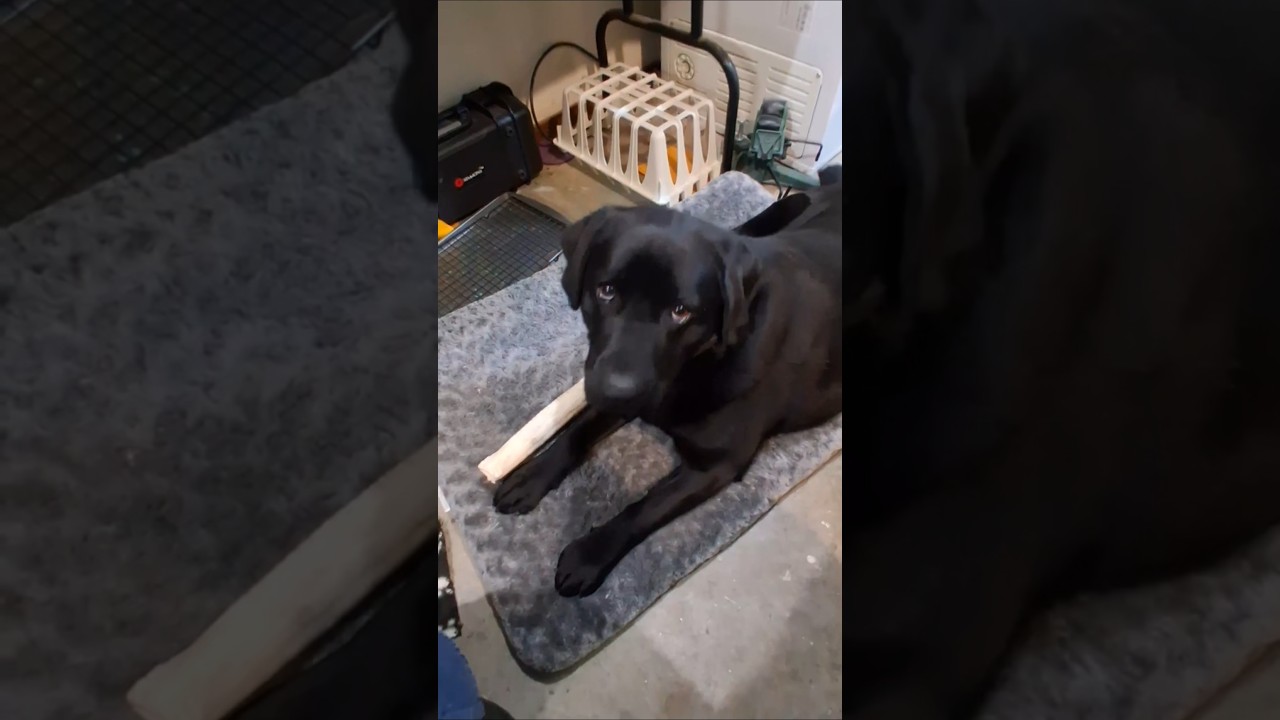 My clingy dog won't let me leave #shorts #labrador #labradorretriever