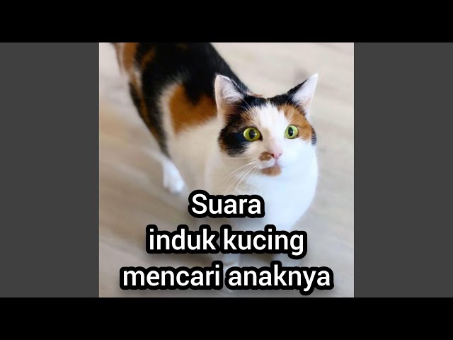 Suara Induk Kucing Mencari Anaknya (Live) class=