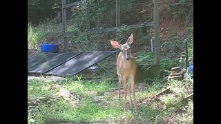 Deer visit