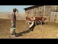 Господдержка помогает фермерам Ленинского района развивать мясное животноводство