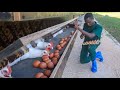 Collecting THOUSANDS of Chicken Eggs from Our Breeder Farm