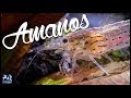 Die Amanogarnele Caridina multidentata | AquaOwner