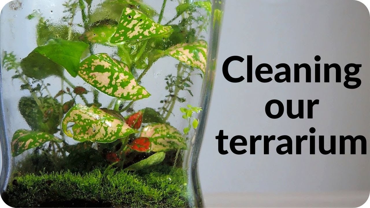 Cleaning the closed terrarium YouTube