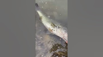 Thumbnail of We have a world record fish#record#bass#fish#joke#for#you#good#edit