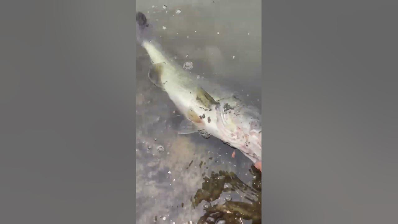 We have a world record fish#record#bass#fish#joke#for#you#good#edit