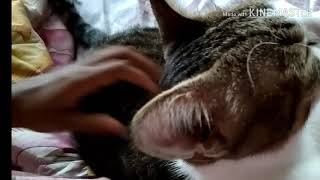 My Cat's Loud Purring ASMR To Remove Stress And Depression