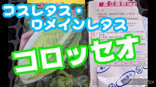 20/02/19(水)家庭菜園 コスレタス・ロメインレタス、コロッセオの播種