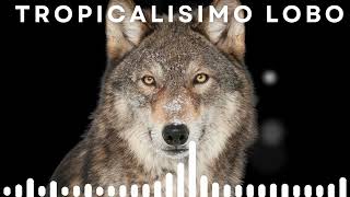 Video thumbnail of "Tropicalisimo Lobo - Doce Rosas"
