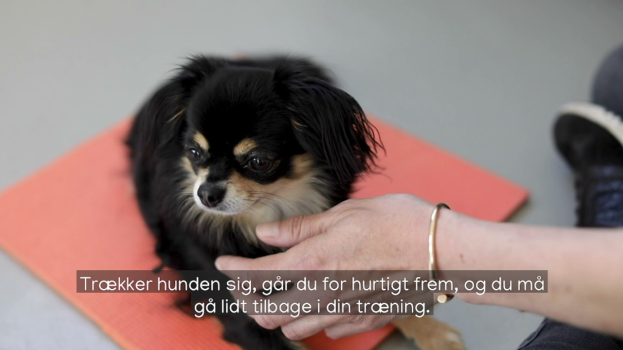 TRIN Lær hund at acceptere tandbørstning. YouTube