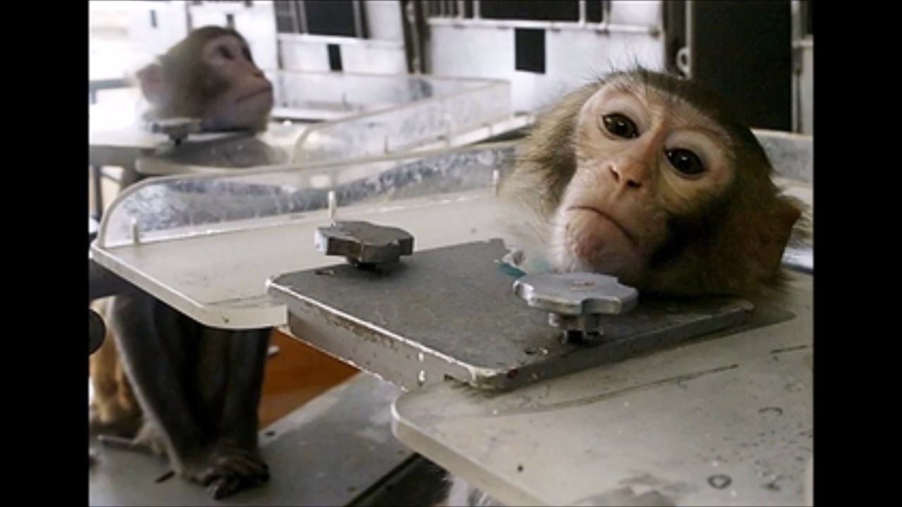 Едят мозги обезьяны. Деликатес мозг живой обезьяны. Поедание мозга живой обезьяны.