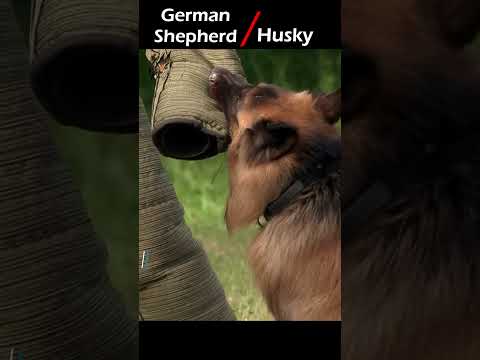 German Shepherd vs Husky Canine Comparison 2023 | Wildlife Claws