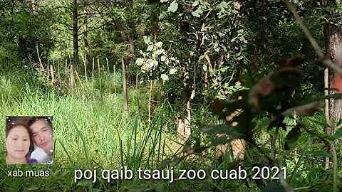 Poj qaib tsauj zoo cuab heev 19/8/2020.2021