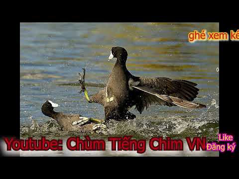 Video tiếng sâm cầm chuẩn trong nhất hiện nay gọi về cả bầy - youtube