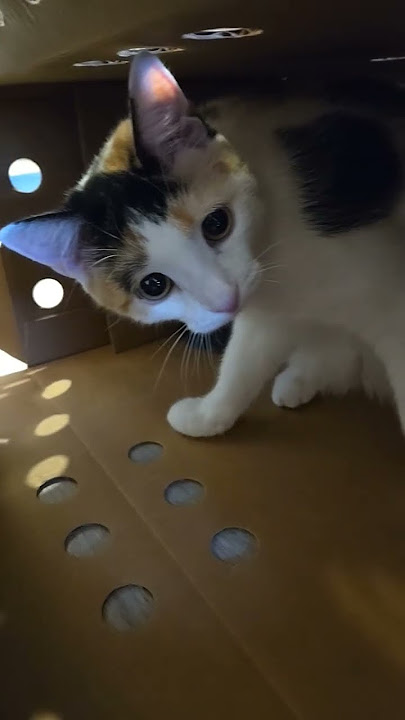 what?? #shorts #kitten #kitty