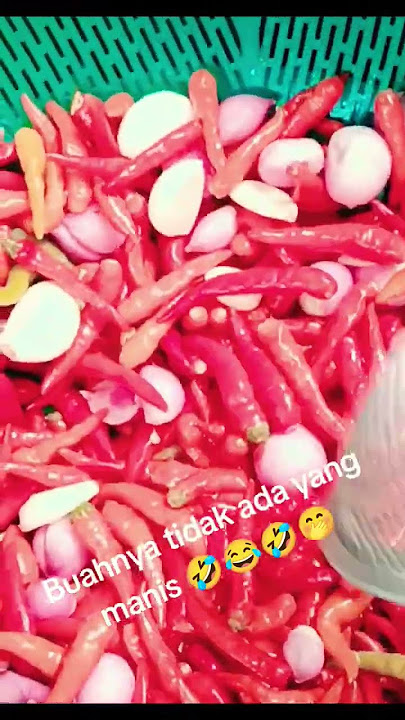 Habis mandi...,berjemur...,baru di hiling 🤣😂🤭