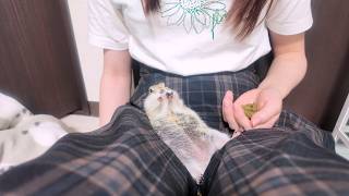 【警戒心０】野生を捨ててお腹を見せながらご飯を食べるリス
