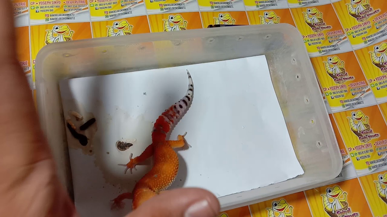 eps 62. Gecko pertama sebaiknya jantan atau betina?