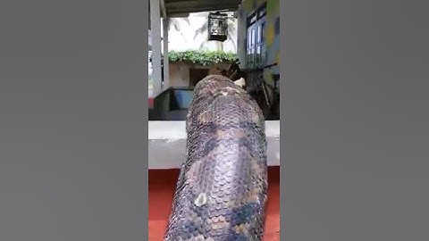 Massive clumsy/ponderous snake Found climbing on the wall, Burma.