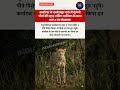 "भारत में आए 4 और नए चीते! 🐆 South Africa to Karnataka Bannerghatta Park"