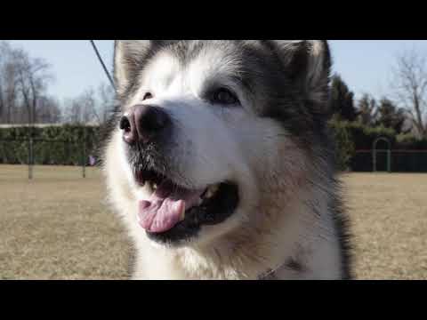 Video: Come Confondere Un Alaskan