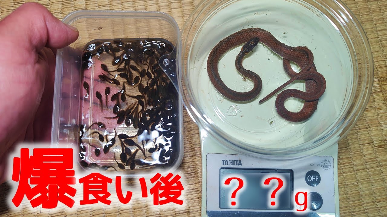 ３匹の蛇 mqdefault.jpg